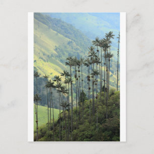 Colombian wax palm trees in the Cocora Valley Postcard
