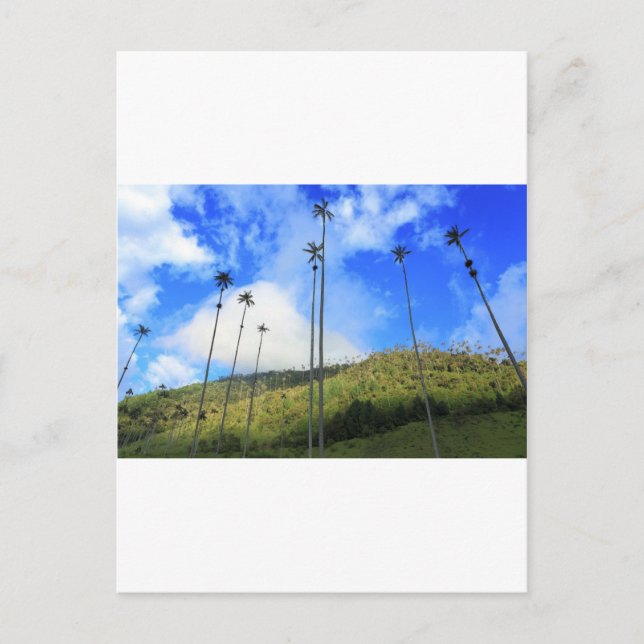 Colombian wax palm trees in the Cocora Valley Postcard (Front)