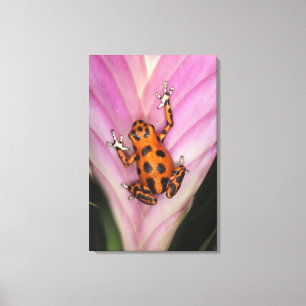 Colon Isle Dart Frog, Oophaga pumilio Canvas Print
