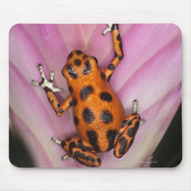 Colon Isle Dart Frog, Oophaga pumilio Mouse Mat (Front)