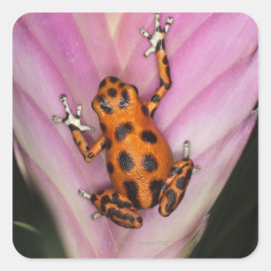 Colon Isle Dart Frog, Oophaga pumilio Square Sticker