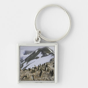 Colony of Chinstrap penguins Key Ring