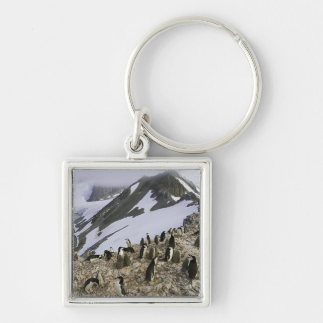 Colony of Chinstrap penguins Key Ring (Front)