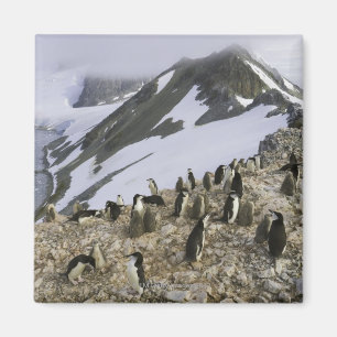 Colony of Chinstrap penguins Magnet
