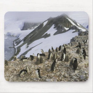 Colony of Chinstrap penguins Mouse Mat
