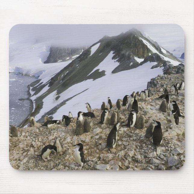 Colony of Chinstrap penguins Mouse Mat (Front)