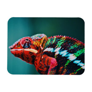Color Changing Rainbow Chameleon Reptile Magnet