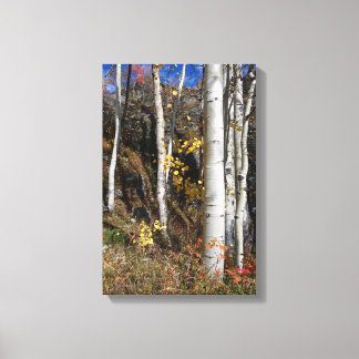 Colorado Aspen Designs Canvas Print
