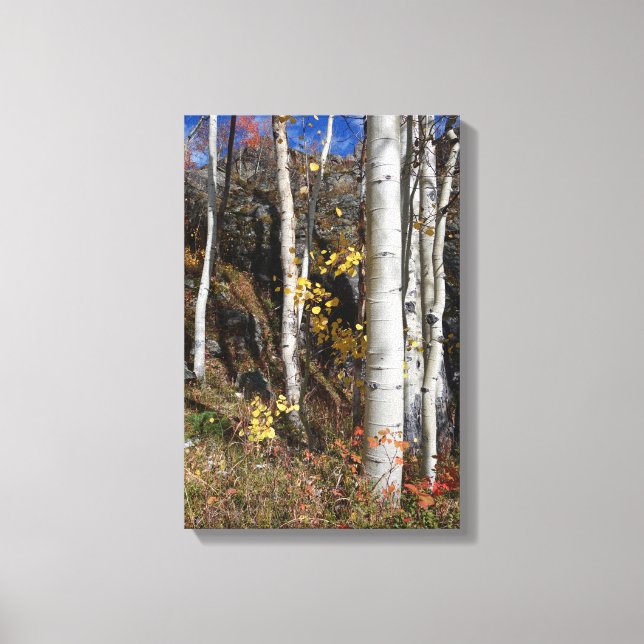 Colorado Aspen Designs Canvas Print (Front)