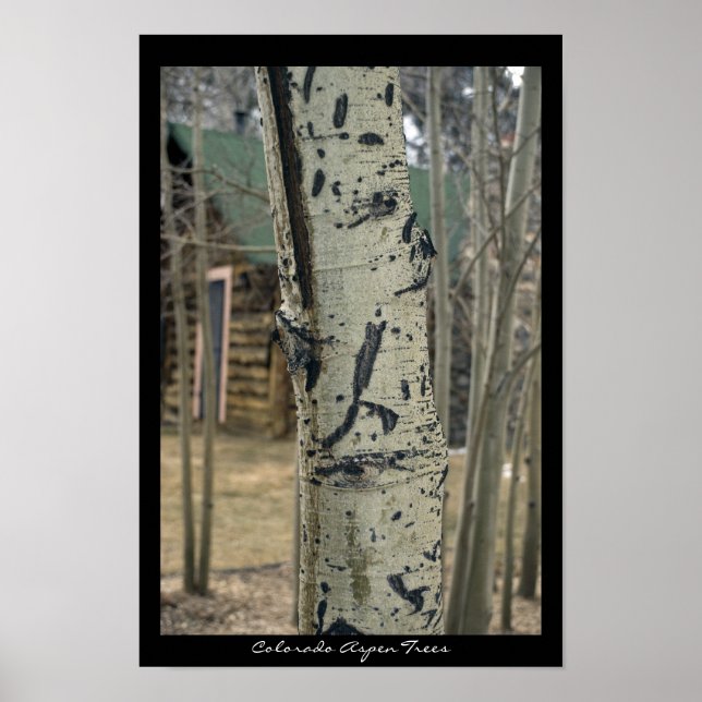 Colorado Aspen Trees Poster (Front)
