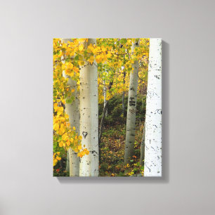Colorado Aspens Designer Wrapped Canvas
