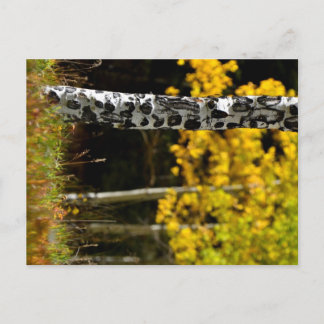 Colorado Aspens Postcard