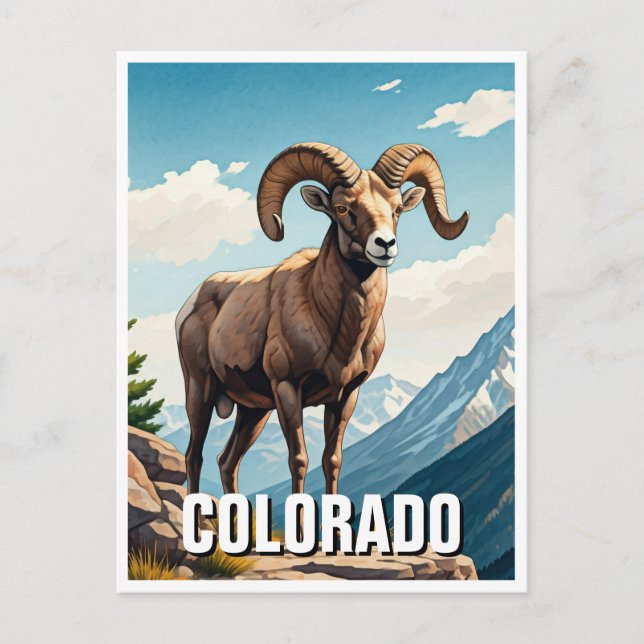 Colorado Bighorn sheep travel souvenir Postcard (Front)