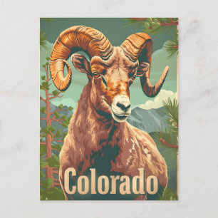 Colorado Bighorn Sheep Vintage Postcard
