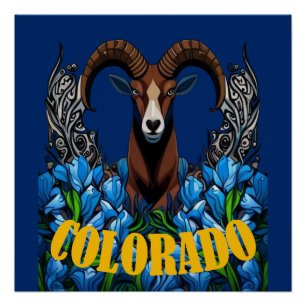 Colorado Bighorn Sheep With Blue Columbine Flowers Poster