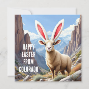 Colorado bighorn sheep with the ear of a rabbit holiday card
