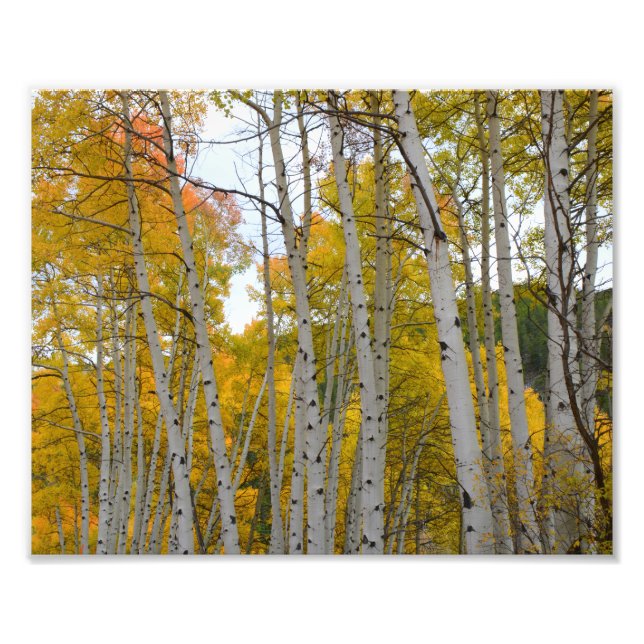 Colorado Birch trees in the fall Photo Print (Front)