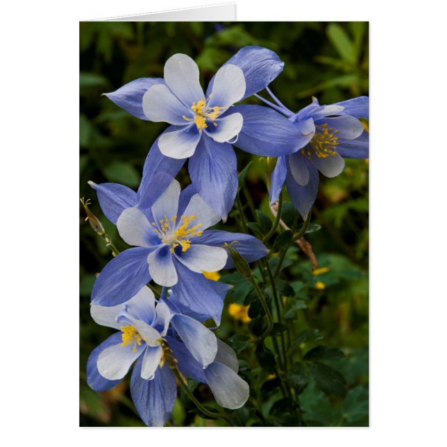 Colorado Blue Columbine near Telluride Colorado (Front)