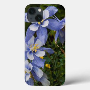 Colorado Blue Columbine near Telluride Colorado iPhone 13 Case