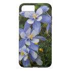 Colorado Blue Columbine near Telluride Colorado