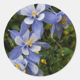 Colorado Blue Columbine near Telluride Colorado Classic Round Sticker