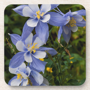 Colorado Blue Columbine near Telluride Colorado Coaster
