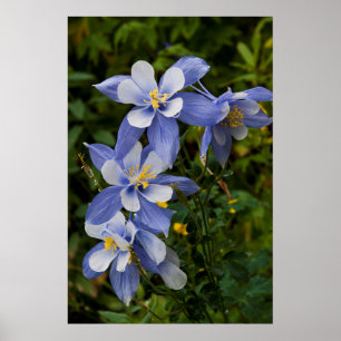 Colorado Blue Columbine near Telluride Colorado Poster