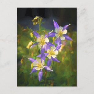 Colorado Blue Columbine Painting - Original Art Postcard