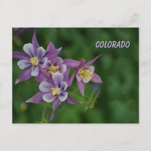 Colorado Blue Columbine Postcard