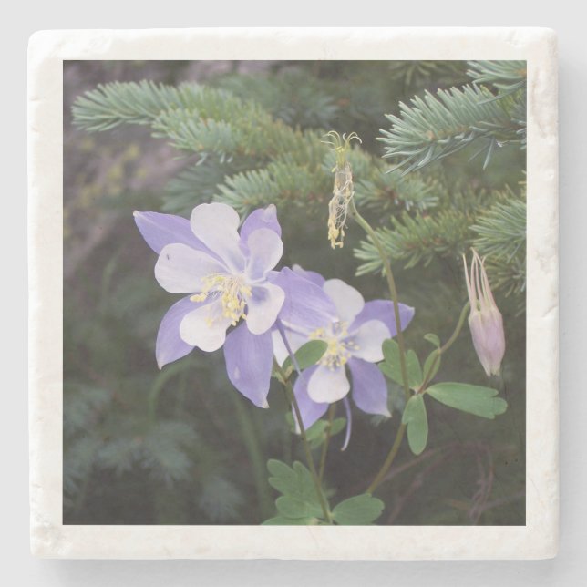 Colorado Columbine 4"x4" Marble Coaster (Front)