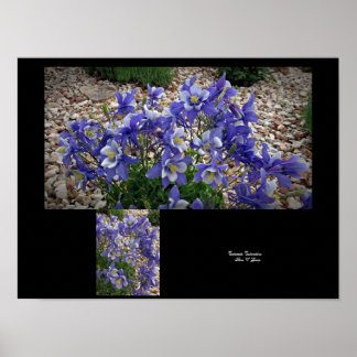 Colorado Columbine Bloom Smiles Wall Art by Stan G