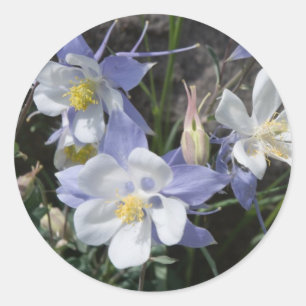 Colorado columbine classic round sticker