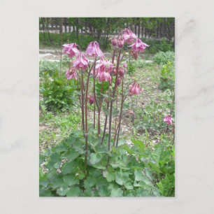 Colorado Columbine Flower Postcard