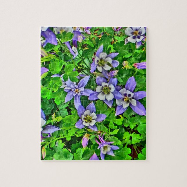 Colorado columbine flowers puzzle (Vertical)