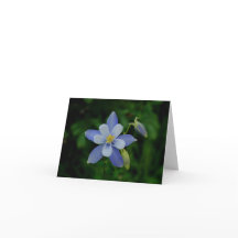 Colorado Columbine Note Card