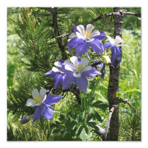 Colorado Columbine Photo Enlargement