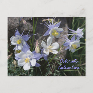 Colorado Columbine Postcard