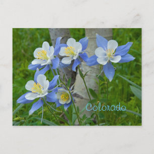 Colorado columbine postcard