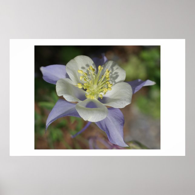 Colorado Columbine Poster (Front)