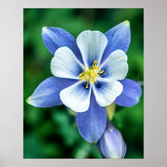 Colorado Columbine // Purplish Blue White Petals Poster (Front)