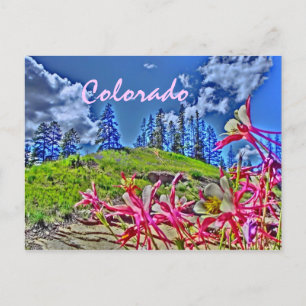 Colorado columbine scenic postcard