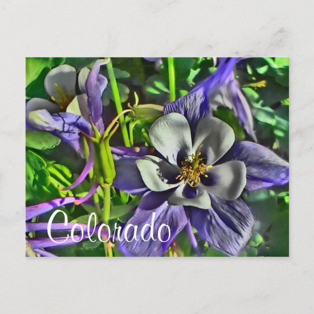 Colorado columbines postcard (Front)