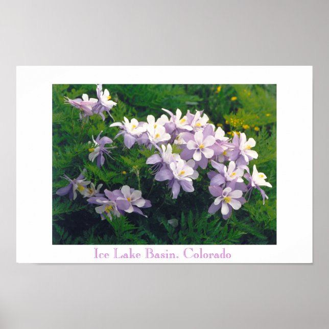 COLORado Columbines Poster (Front)