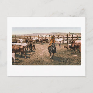 Colorado Cowboy 1904 Postcard