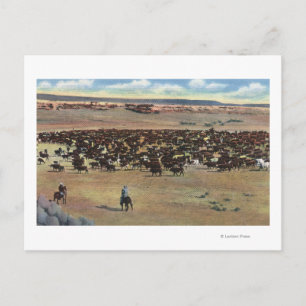 Colorado - Cowboys Rounding Postcard