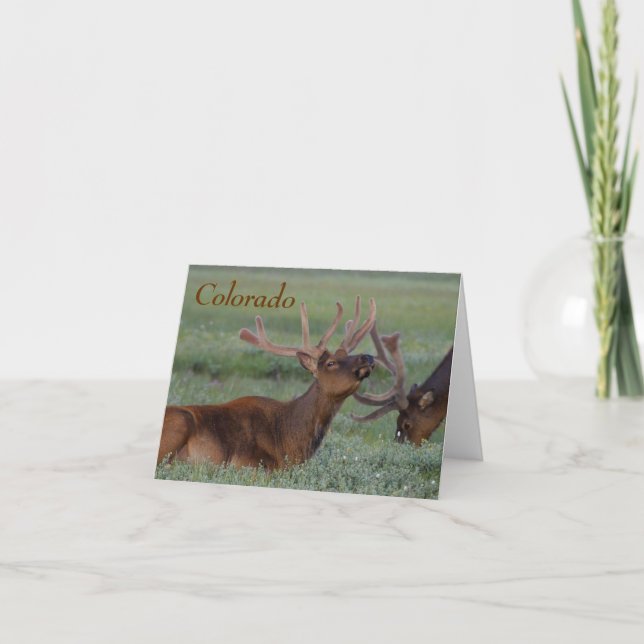colorado elk note card (Front)