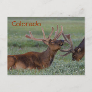 Colorado elk postcard