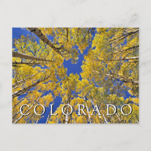 Colorado Fall Aspen Forest Happy Birthday Postcard