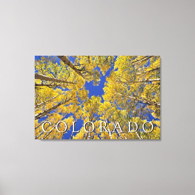 Colorado Fall | Aspen Forest in Autumn Canvas Print (Front)