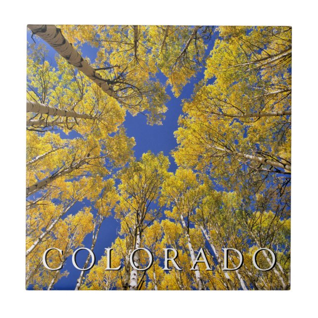 Colorado Fall | Aspen Forest in Autumn Tile (Front)